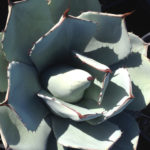 Agave parryi truncata