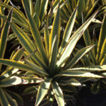 Agave murpheyi Rodney