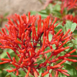 Hamelia-patens-Sierra-Red