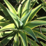 Agave desmettiana variegata