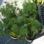 Cyperus isocladus