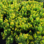 Senecio Lemon Bean Bush