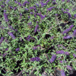 Buddleia Dwarf Blue