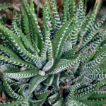 Haworthia fasciata