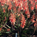 Aloe Hybrid Grassy Lassie