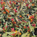 Asclepias tuberosa Butterfly Weed