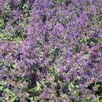 Nepeta fassenii Walker's Low