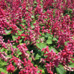 Salvia splendens Saucey Red