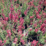 Agastache Nector Raspberry