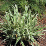 Dianella Variegated Flax Lily