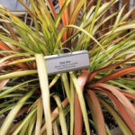 Cordyline Cha Cha