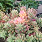 Sedum Aurora