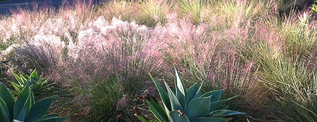Pink Muhly Grass in Bloom